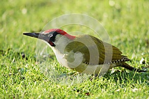 BIRDS - Green Woodpecker / DziÃâ¢cioÃâ zielony photo